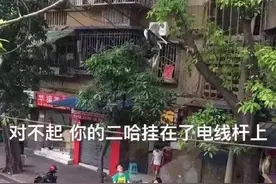 二哈又逆天，有点小心疼呢图片