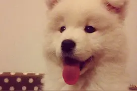 我养狗的一些习惯图片