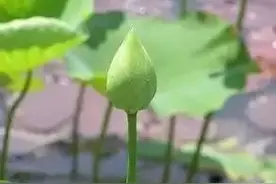 小诗：如莲的心事图片