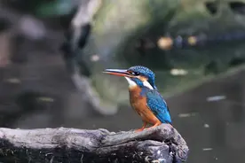消化不了的吐出来---翠鸟吐珠图片