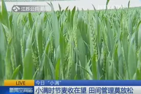 今日“小满” 早起晚睡多吃"苦"图片