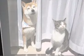 柴犬和猫咪一起晒太阳，这画面太美我不敢看图片