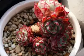 最全的多肉植物养护问题汇总图片