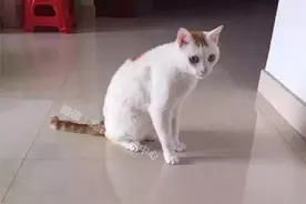 领养近1年的猫咪脖子突然起包，拍X光片后看到的一幕让人心碎！图片