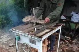 崖柏开料，香味满满！图片