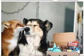 蠢萌狐狸爱上牧羊犬，整个世界都萌化了图片