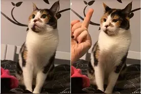 猫咪被竖中指:怒咬主人回击图片