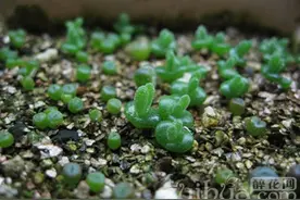 （新手须知）多肉植物播种发芽后的管理跟养护图片