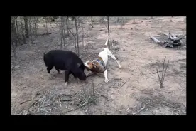 国外男子带着猎犬狩猎野猪，英勇的狗狗竟敢单挑野猪，太牛逼了！图片