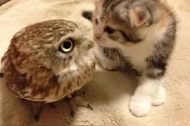 把猫头鹰和猫放一起，本想看谁掐过谁，观察好久，没想到这个结局图片