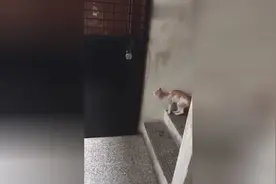 这么聪明的小猫咪，居然懂得礼貌的敲门，真是可爱！视频封面