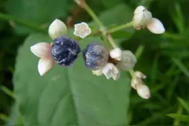 高州人农村童年酸溜溜的味道之火炭子图片