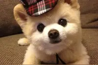 当狗狗拉肚子、呕吐的时候你要注意这些哦！图片