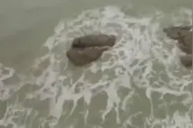 国外驴友在海边拍到真正的美人鱼视频封面