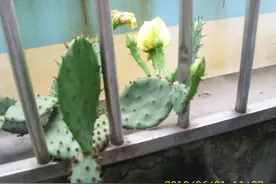 邻居向我要了童子尿治病  婆婆很生气，第二家我拒绝给又结了仇图片