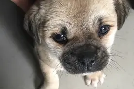 女子买巴哥犬后晒图求鉴定，没想到笑喷网友：这明明就是九哥犬！图片