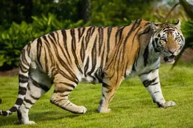 猫科动物实力排名前十，猎豹排名太令人匪夷所思！图片