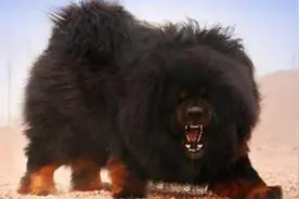 藏獒大战高加索犬，这就是为什么藏獒被称为狮犬的原因，战力惊人图片