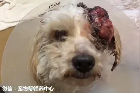 这只流浪狗头上长了颗噩梦级肿瘤，医生建议安乐死算了，可后来！图片