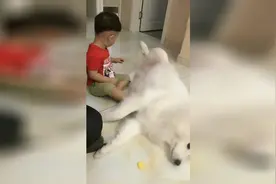 小男孩摸萨摩耶的屁股被发现，接下来狗狗的表情尴尬了，太逗了视频封面