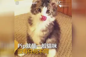 天生罹患罕疾！乐观猫活出自我！有这么爱它的主人，真的替它开心视频封面