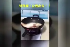 “女朋友不会做饭合集”全程高能，最后那位大哥的话，笑出眼泪视频封面
