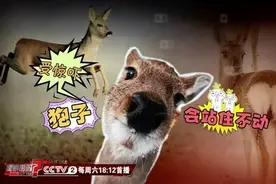揭秘神兽“傻狍子”：受惊吓会站住不动？ 没想到还是个好奇宝宝图片