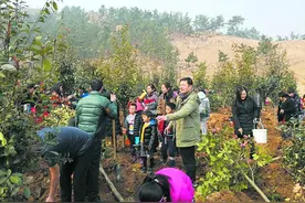 青岛志愿者昨在少山种植耐冬等千余棵树木图片