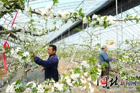 晋州市金农庄园大棚樱桃花绽放图片