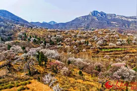 河南新密：漫山花开醉游人图片