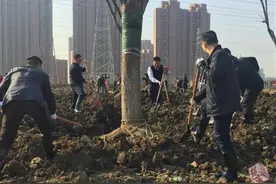 武汉大力植树添绿江城，联合支付宝蚂蚁森林发起线上种树图片