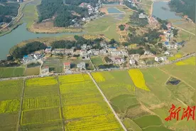 西长：黄金香万里，春色醉千山图片