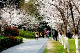 荆州迎樱花季：现在可观早樱 4月再赏老南门晚樱图片