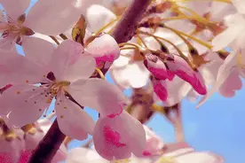 江苏高校赏花最全攻略，哪家最美？图片