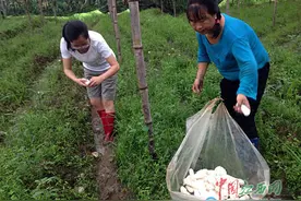 好妹仔 贫困群众这样称呼这位女干部图片