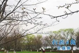 瓜渚湖边的樱花开了图片