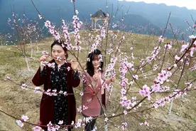 云阳县后叶镇：春到青云寨 桃花浪漫开图片