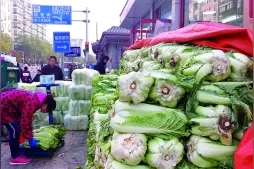 大白菜：北京人的温暖记忆图片