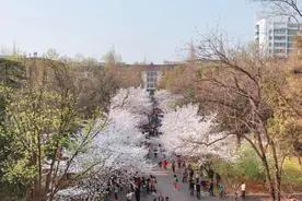 南林樱花进入盛花期！这个周末天气回暖，约吗？图片