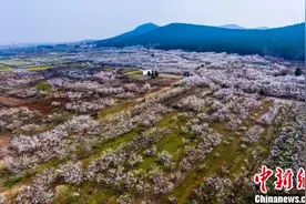 杏花绽放徐州铜山乡村开启“杏”福生活图片