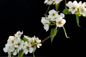赏李花梨花  来重庆这些“香雪海”！图片