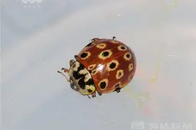 南京在全国系统首次截获活体日本灰眼斑瓢虫图片