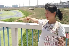 洪河变“绿”河 浮萍似绿毯图片