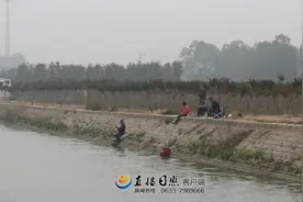日照两城街道潮白河现多头死猪 已作无害化处理图片
