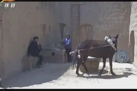 环县芦家湾乡毛驴推磨视频封面
