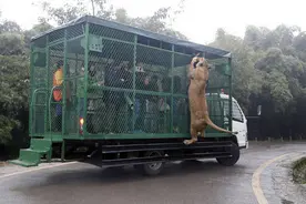 动物园狮子老虎爬车抢食 游客网式观览车内尖叫被吓哭图片