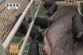四川养殖户养200头纯种成华母猪，一胎产12头小猪，经济收入可观视频封面