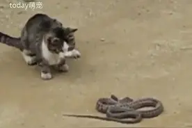 爪如疾风！实拍，猫咪攻击快如闪电，制服毒蛇如吃辣条般简单……