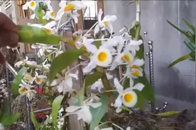 很漂亮的名贵白花石斛兰，养在树干的石斛兰欣赏视频封面