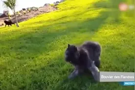 世界十大闻名的护卫犬，第一名绝对的犬中之王视频封面